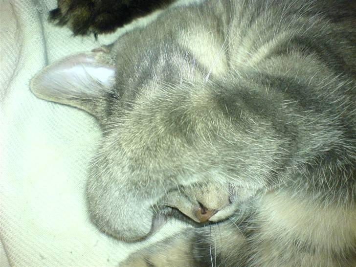 Blanding af racer Lille Mis >solgt< - er jeg ik bare nuller billede 1