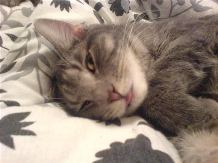 Blanding af racer Lille Mis >solgt< - så luft tørre vi lige tungen billede 2