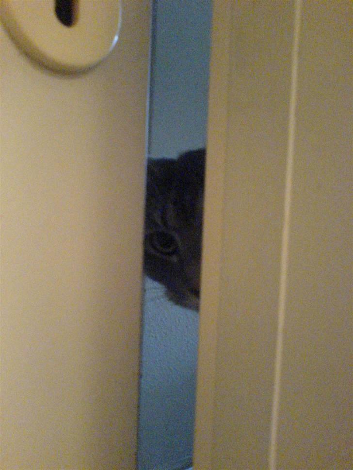 Blanding af racer Lille Mis >solgt< - overvejer lige og lave ulykker billede 3