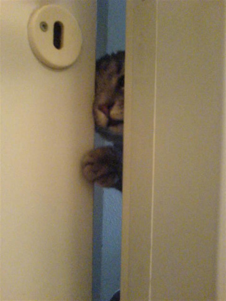 Blanding af racer Lille Mis >solgt< billede 4