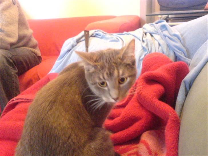 Blanding af racer Lille Mis >solgt< billede 5