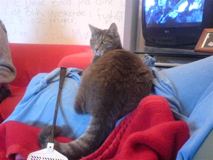 Blanding af racer Lille Mis >solgt< billede 6