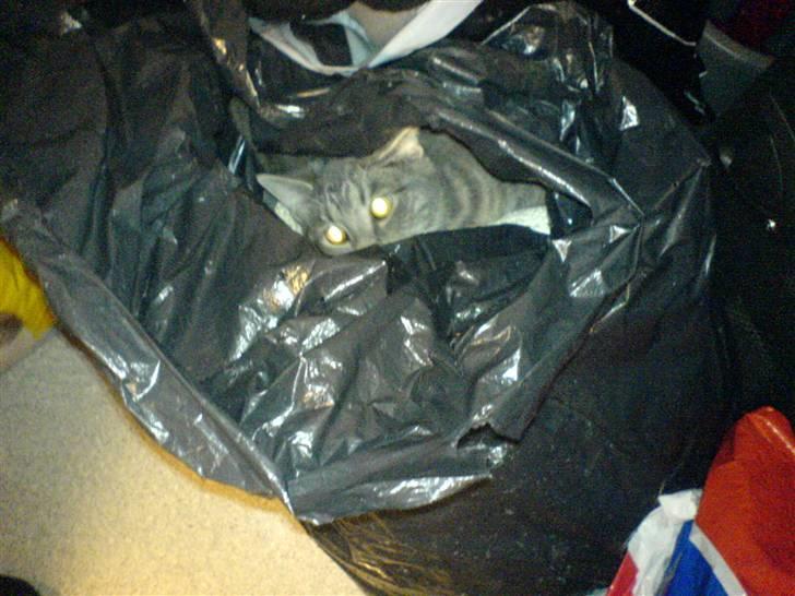 Blanding af racer Lille Mis >solgt< - troede lige jeg havde fundet et godt gemme sted billede 7