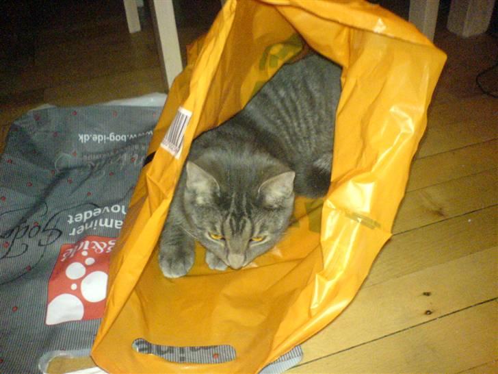 Blanding af racer Lille Mis >solgt< billede 8