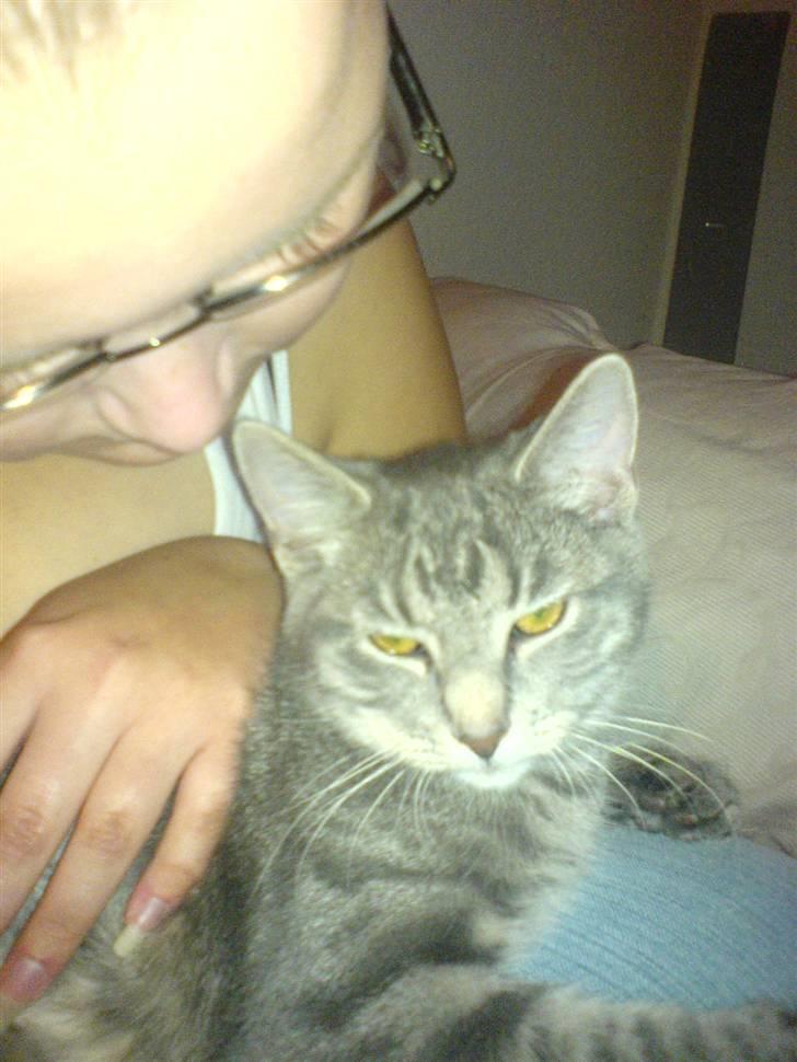 Blanding af racer Lille Mis >solgt< - der er ik noget bedre end at putte ved mor billede 9