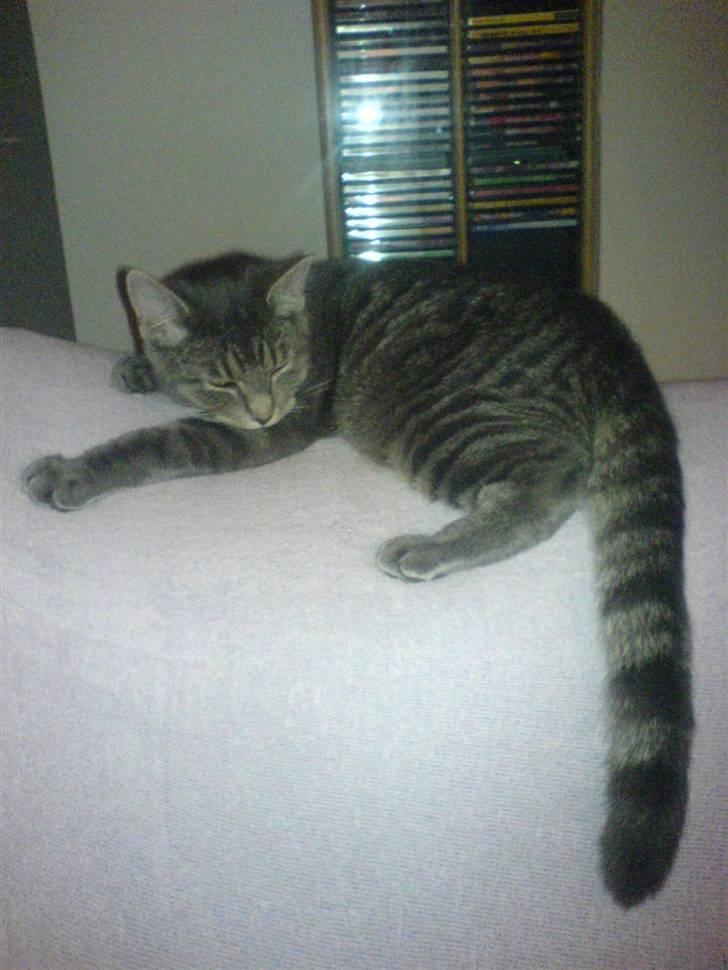 Blanding af racer Lille Mis >solgt< - her er jeg 12 uger  billede 10