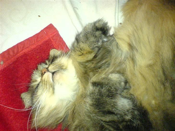 Blanding af racer Cleo >solgt< - åh så godt at sove billede 1