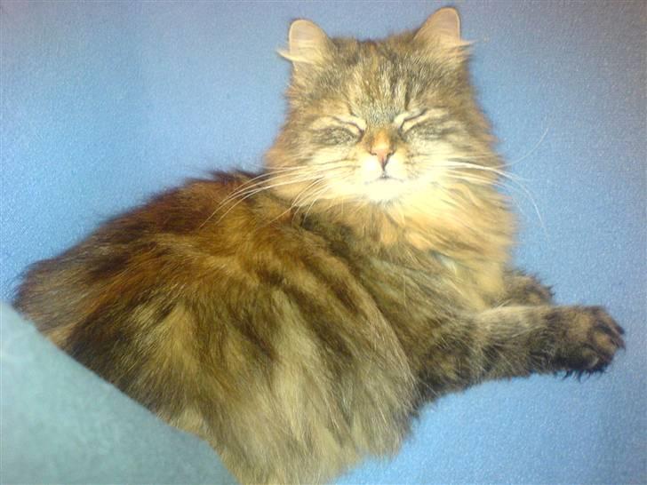 Blanding af racer Cleo >solgt< billede 2