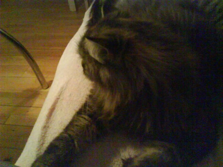 Blanding af racer Cleo >solgt< billede 3