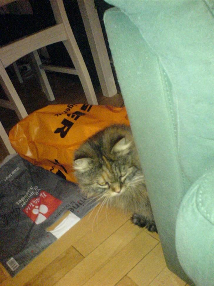 Blanding af racer Cleo >solgt< - gider ik alt det tagen billeder....:) billede 4