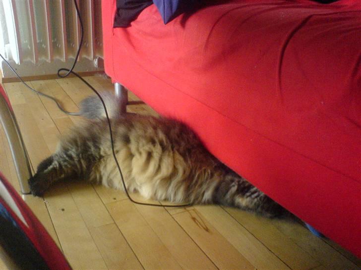 Blanding af racer Cleo >solgt< - ahhh, det er bare super at flade ud billede 5