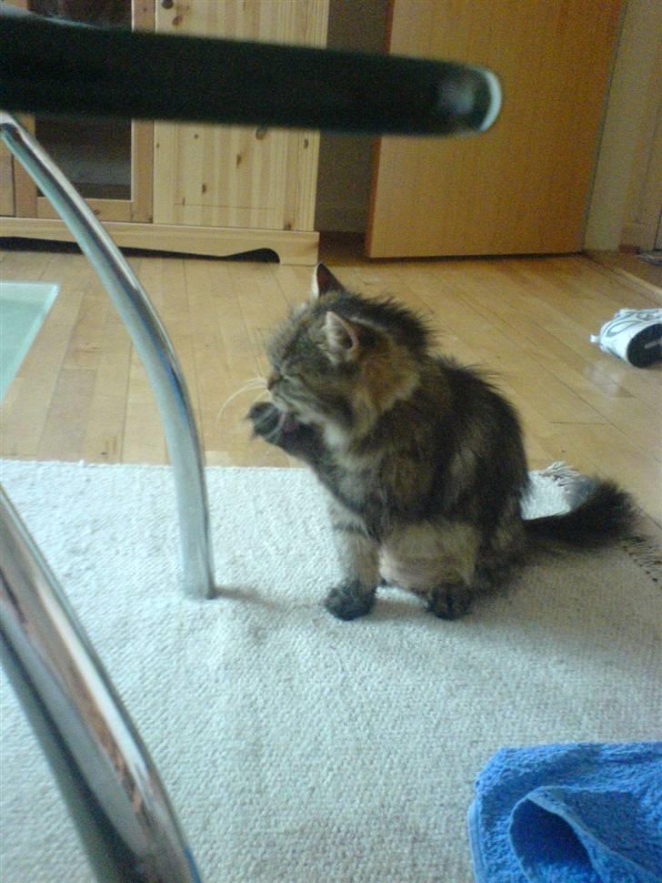 Blanding af racer Cleo >solgt< billede 6