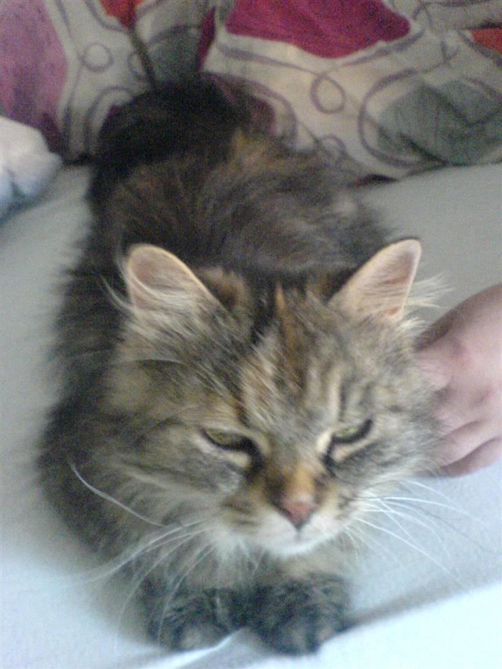 Blanding af racer Cleo >solgt< billede 7