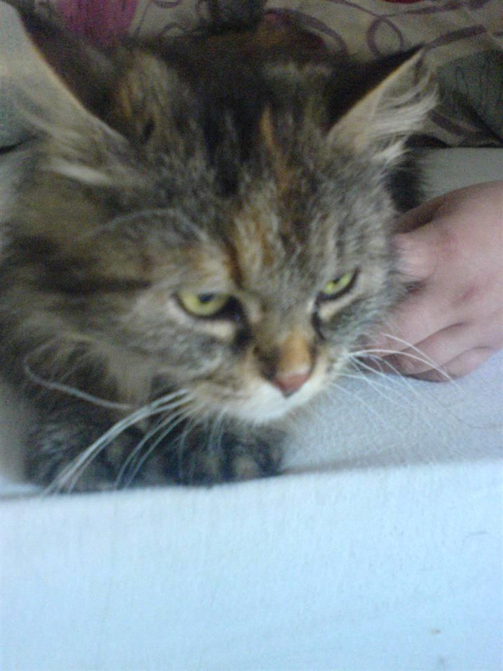 Blanding af racer Cleo >solgt< billede 8