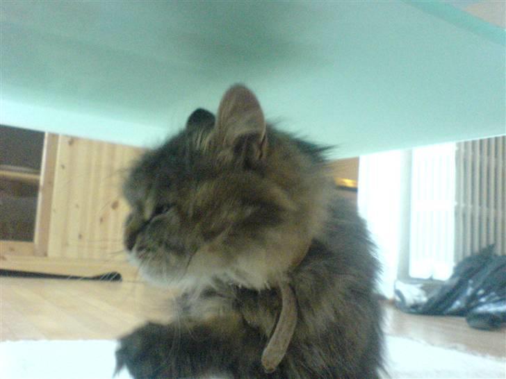 Blanding af racer Cleo >solgt< billede 9