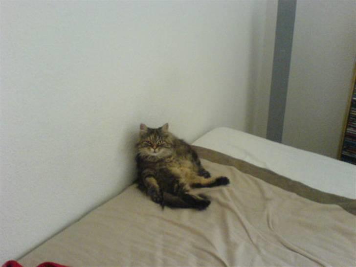 Blanding af racer Cleo >solgt< - nøj, hvor sider man bare godt sådan her billede 10