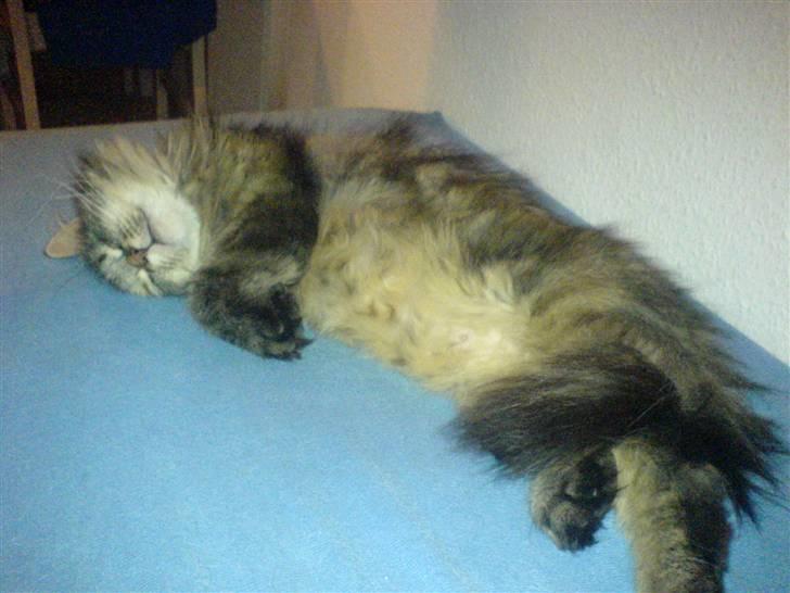 Blanding af racer Cleo >solgt< billede 11