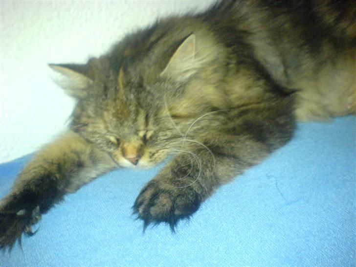 Blanding af racer Cleo >solgt< - sove, sove, sove. det er bare livet billede 12