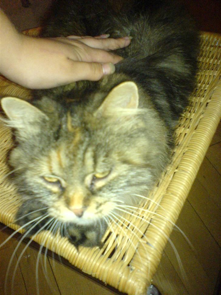 Blanding af racer Cleo >solgt< billede 13