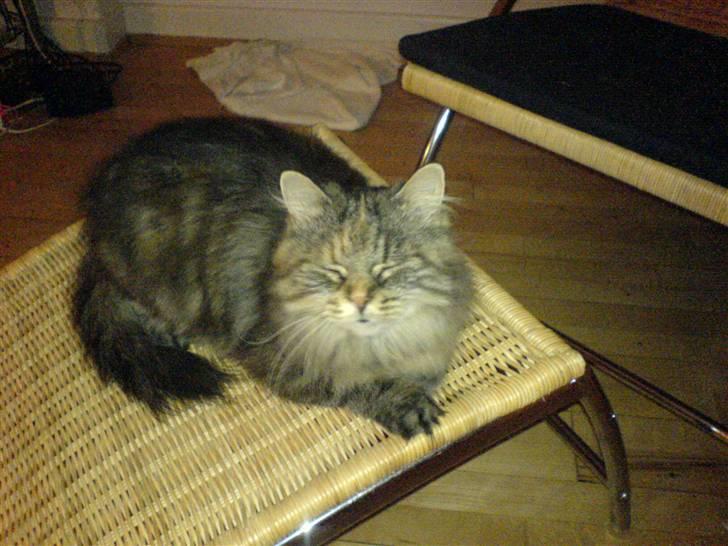 Blanding af racer Cleo >solgt< billede 14