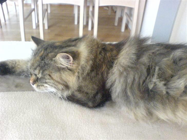 Blanding af racer Cleo >solgt< billede 15