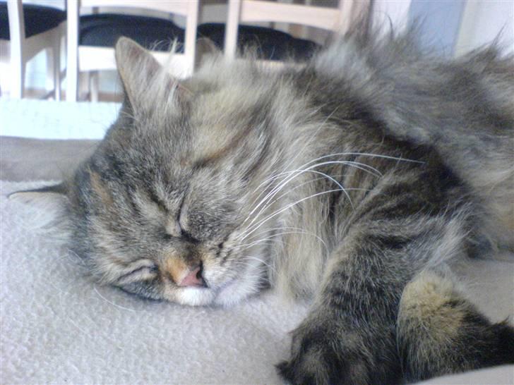 Blanding af racer Cleo >solgt< - og så sover vi lige igen.... billede 16