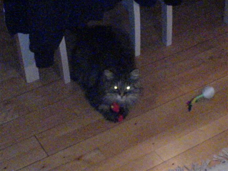 Blanding af racer Cleo >solgt< billede 17