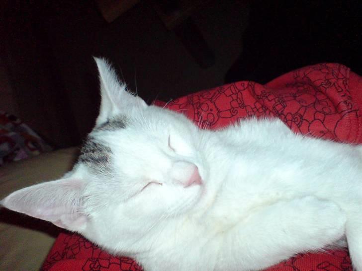 Blanding af racer Minnie billede 7