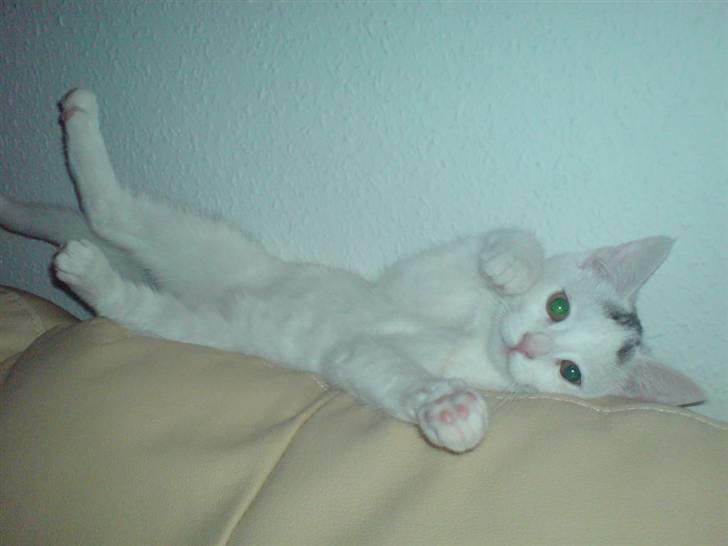 Blanding af racer Minnie - Min plads i sofaen  billede 8