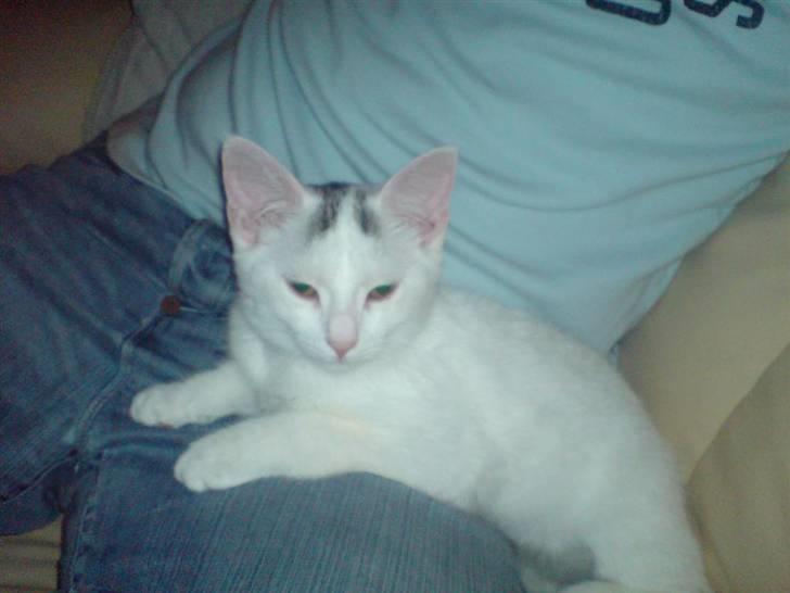 Blanding af racer Minnie - Ser tv sammen med far.  billede 9