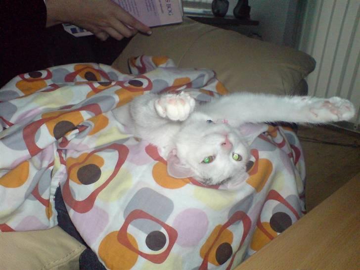 Blanding af racer Minnie - Strækker mig lige, uha det er godtF billede 10