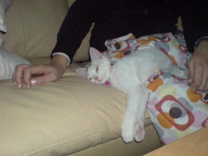 Blanding af racer Minnie billede 11