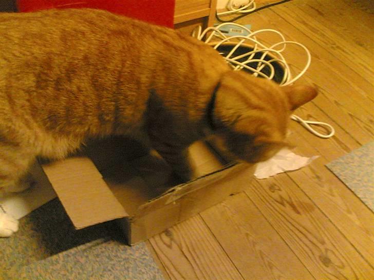 Huskat Michael R.I.P. - Der kan jeg vist lige være.... billede 11