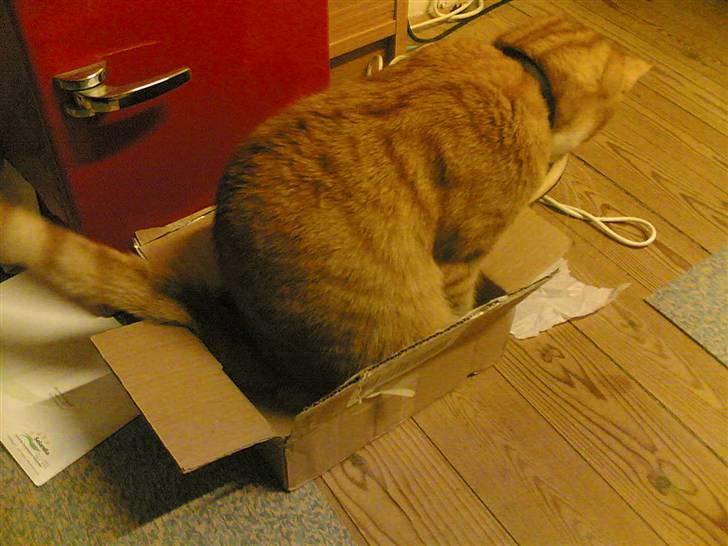 Huskat Michael R.I.P. - Jeps, lige min størrelse billede 12