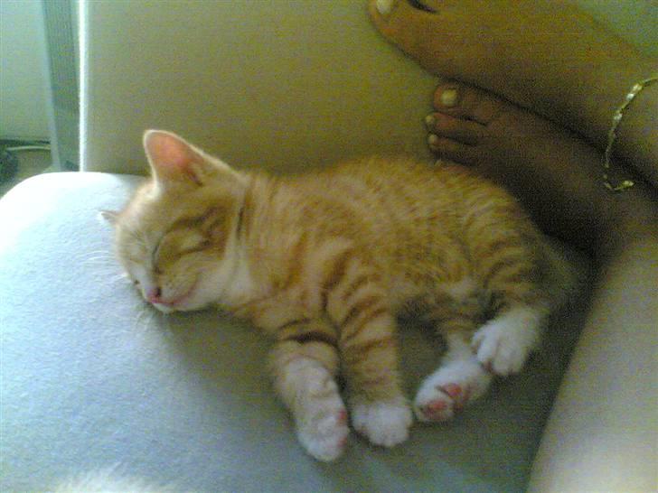 Huskat Michael R.I.P. - ZZzzzz billede 13