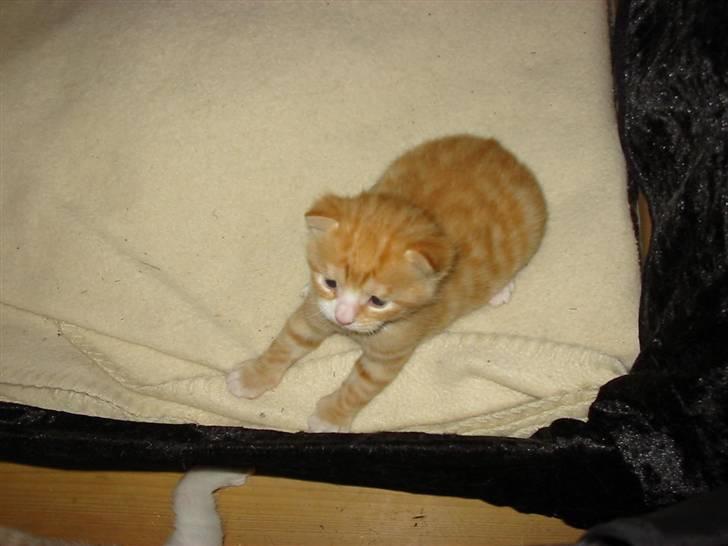 Huskat Michael R.I.P. - Omkring 7 uger billede 14