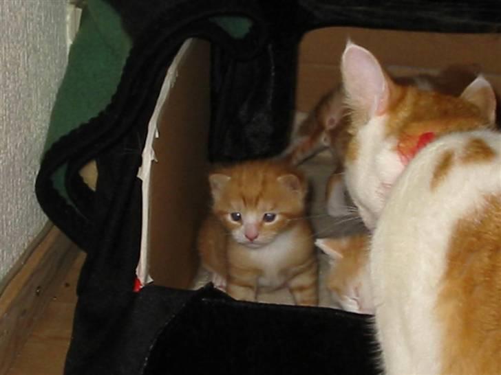 Huskat Michael R.I.P. - Så lille har jeg været... billede 15