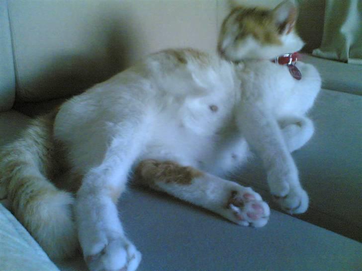 Huskat Kelly - Fyld med små killinger... 3 dage til "termin" billede 7