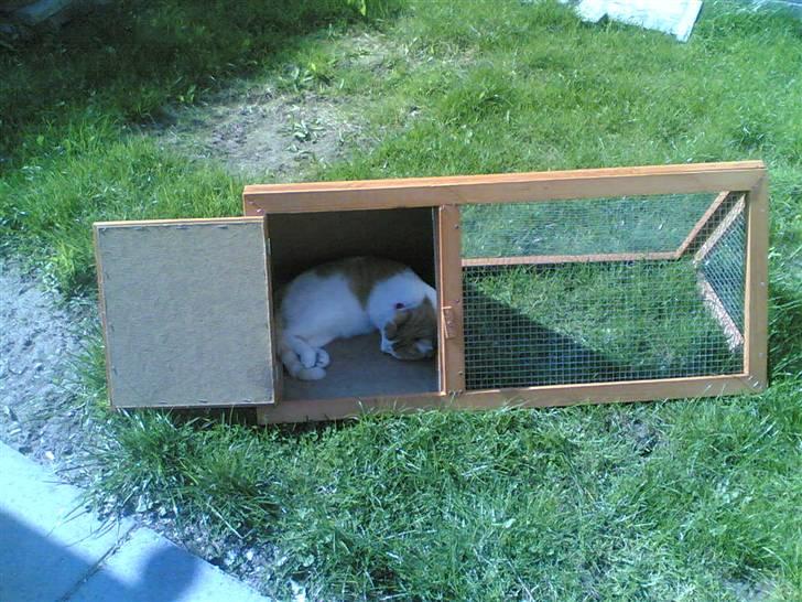 Huskat Kelly - Er jeg ikke et marsvin da?!? billede 8