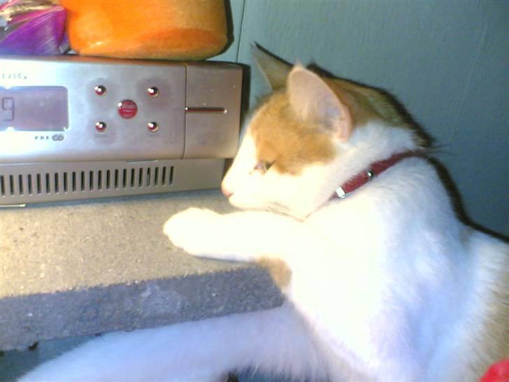 Huskat Kelly - Hvordan slukker man for det her P.. billede 9