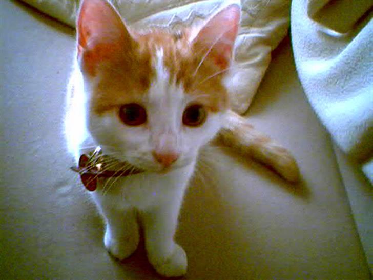 Huskat Kelly - Da jeg var lille billede 10