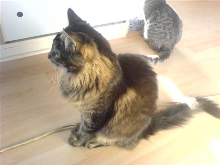 Maine Coon Sort/brun  billede 9