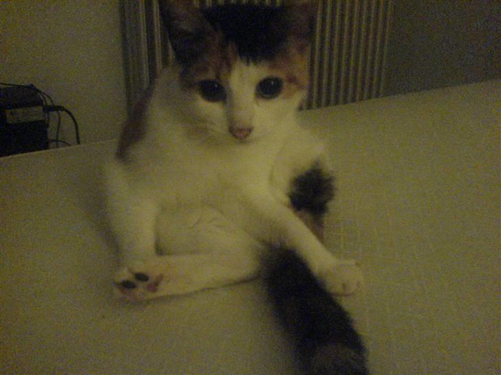 Blanding af racer Bailey - Bailey <3 billede 1