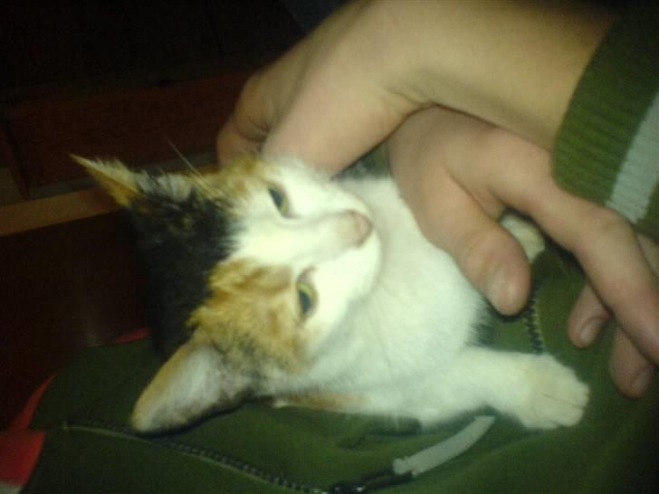 Blanding af racer Bailey - Bailey <3 billede 2