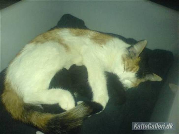 Blanding af racer Bailey - Bailey <3 billede 3