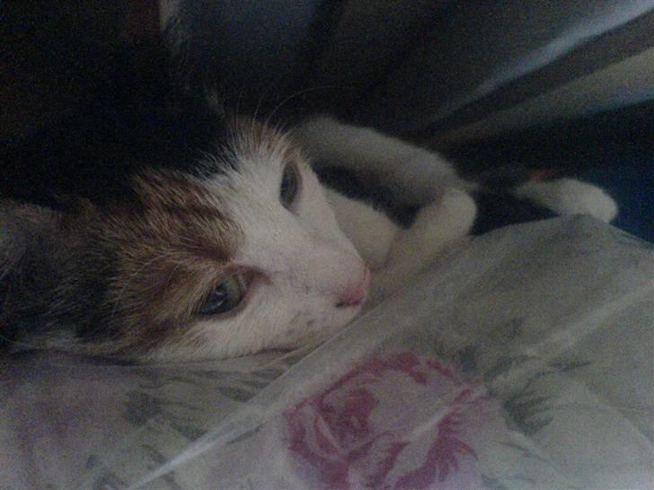 Blanding af racer Bailey - Bailey <3 billede 4