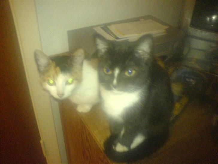 Blanding af racer Bailey - Bailey oh Diesel <3 billede 5