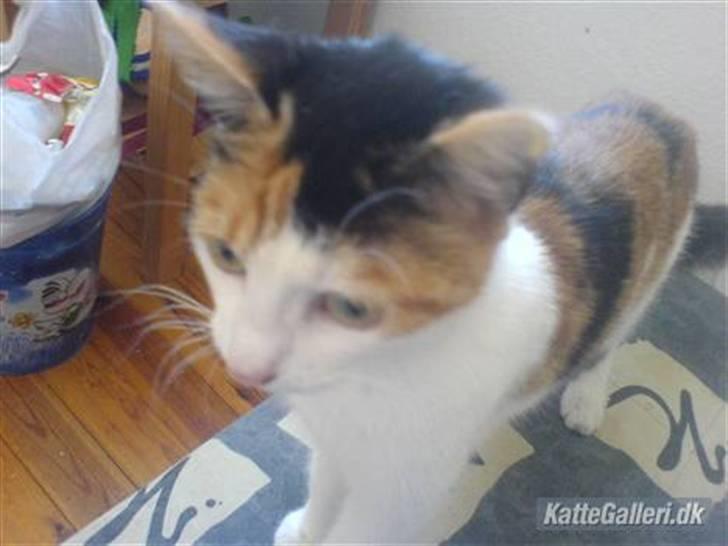 Blanding af racer Bailey - Bailey <3 billede 6