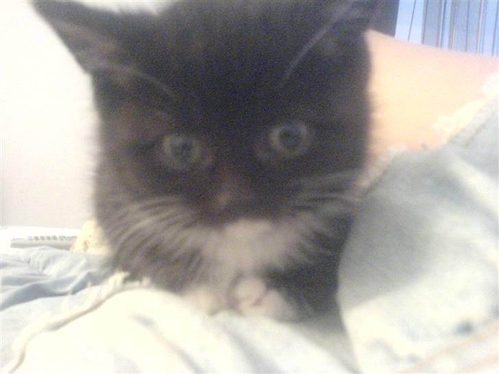 Blanding af racer Mille - Mille <3 billede 1