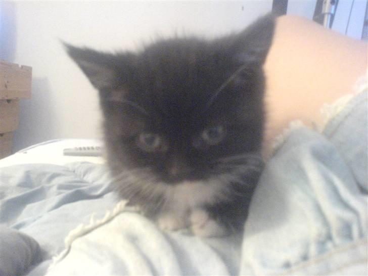 Blanding af racer Mille - Mille <3 billede 2